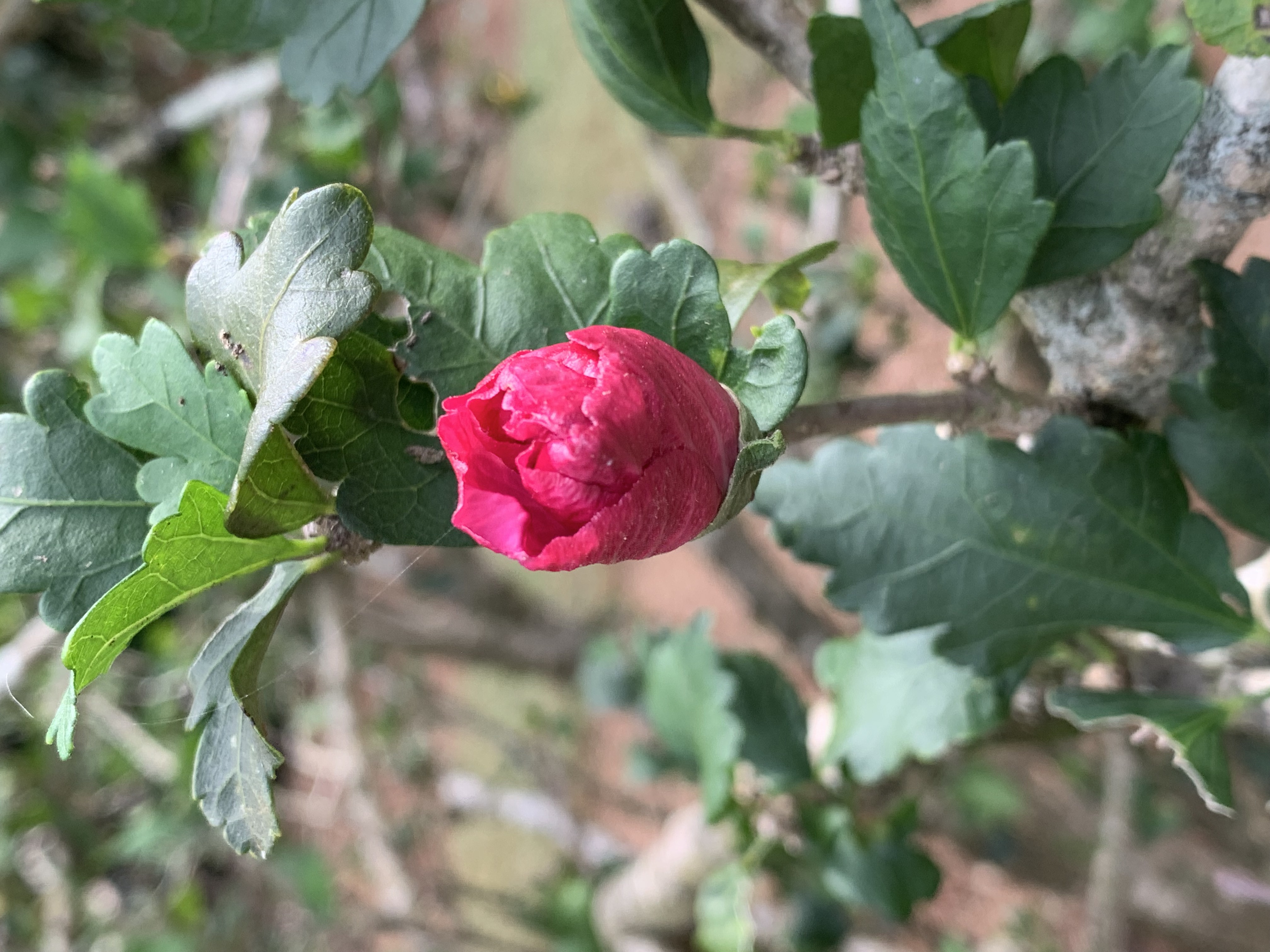 ./2021/07 - Southern Cross/IMG_5538.JPG